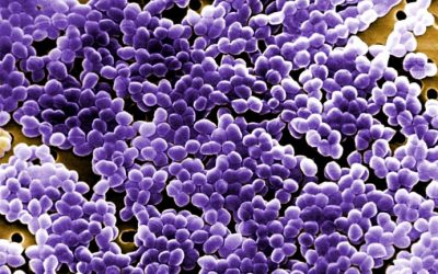 Elections et coronavirus